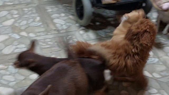 друзья Сусанна и Иван Царевич Тарантинович питомник чихуахуа и той-пудель Кастропуло Крым ☺️ смотреть онлайн