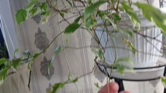 Комнатные цветы. 🌼🌸🌼 смотреть онлайн