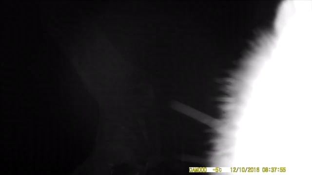 Куница охотница (часть 2): про инстинкт серийного убийцы куницы, чудеса акробатики, нежность куницы
