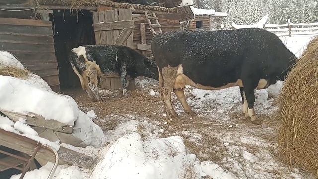 Резко натупила зима: снег/-20° |Сено для коров|Барон бегает по двору|Прогулка с собаками на поводка смотреть онлайн