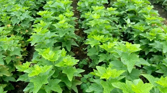 Смородина Тибен смотреть онлайн