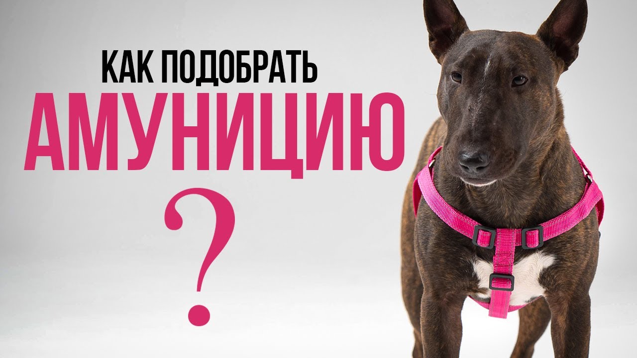 компания ZOOEXPRESS