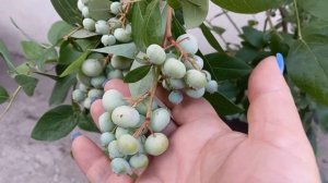 Голубика Гурон, Либерти и Антистресс для растений.