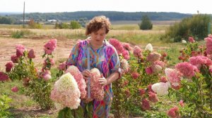 Гортензия - Роял Флауэр