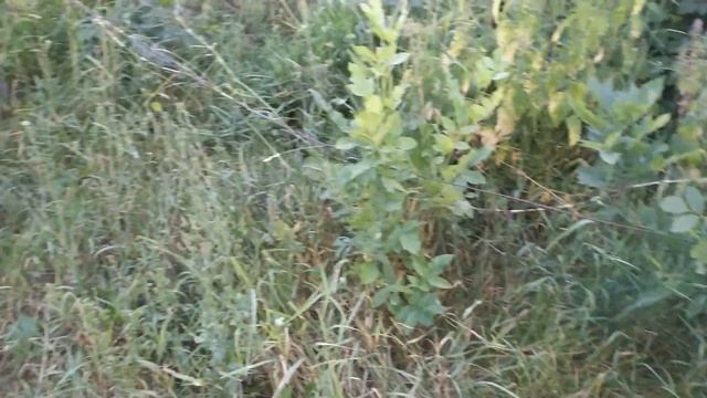 Средство от сорняков (гербицид) Граунд. ТЕСТИРОВАНИЕ. смотреть онлайн