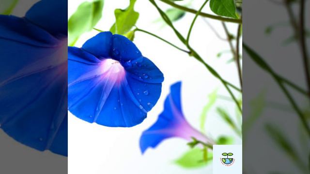 #classification of Morning glory смотреть онлайн