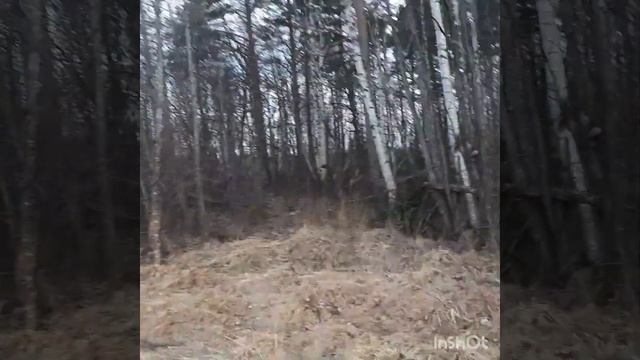 Волчье лыко зацвело в марте смотреть онлайн