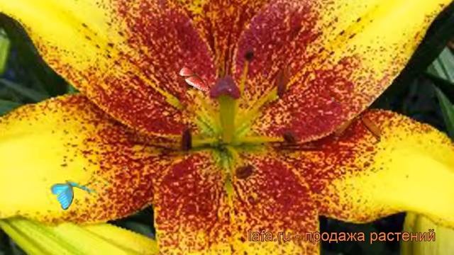 Лилия азиатская (lilium asiatic golden stone) ? азиатская лилия обзор: как сажать, луковицы лилии смотреть онлайн