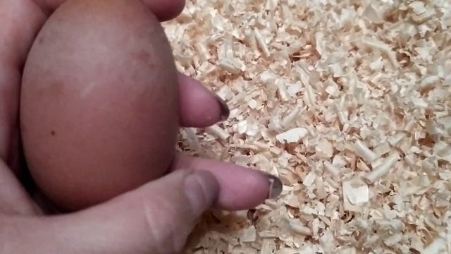 НОЯБРЬСКАЯ ИНКУБАЦИЯ ЯИЦ МАРАНА ,УХЭЙИЛЮЙ,ПАВЛОВСКИЕ смотреть онлайн