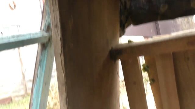 Ловля синиц на тайник как подросли петушки смотреть онлайн