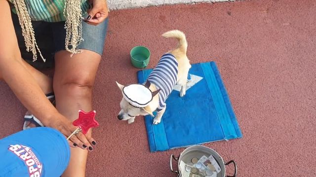 Талантливый Чихуахуа в Сочи смотреть онлайн