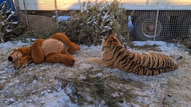 Тигр Против Медведя /Tiger vs Bear ! смотреть онлайн