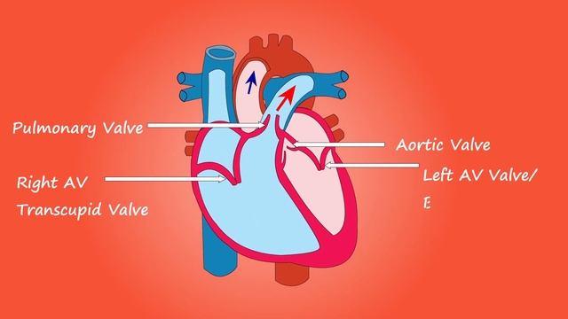 ПОЧЕМУ СЕРДЦЕ РАБОТАЕТ БЕЗ ОСТАНОВКИ? СЕКРЕТ БЕСПРЕРЫВНОЙ РАБОТОСПОСОБНОСТИ СЕРДЦА! смотреть онлайн