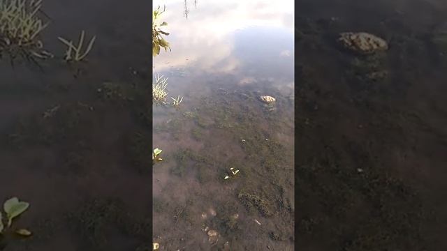 Сонник Водоросли во снах.mp4 смотреть онлайн
