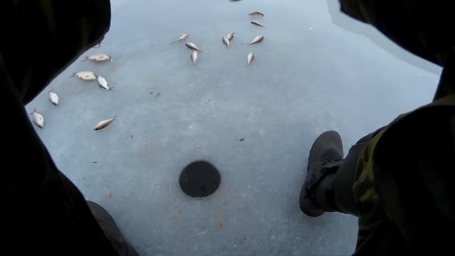 Искали окуня, а поймал Налима!!!. Причалы, Куршский залив Калининградская области. Часть 2 смотреть онлайн