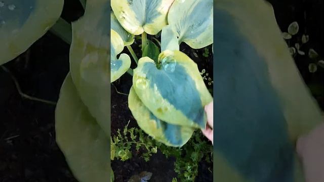 Хоста Линда Сью. ??? смотреть онлайн