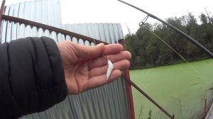 Бомбическая рыбка! Ловля форели на поплавок и на фидер.