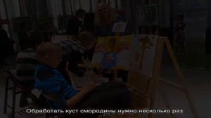 Самые распространенные болезни смородины и способы их лечения