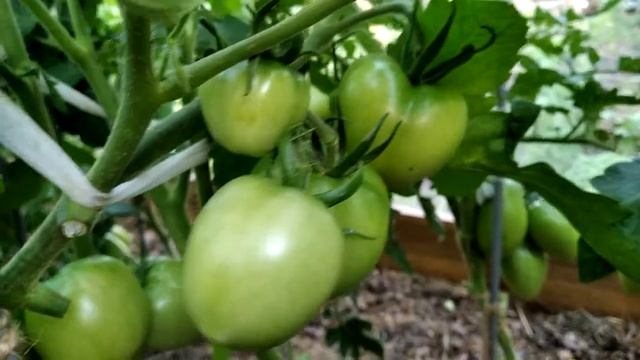 Томат Взрыв. Ранний и вкусный! смотреть онлайн