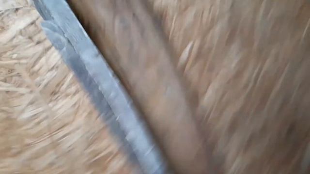 НАУЧИЛАСЬ ОТЛИЧАТЬ ИНДЮКОВ ОТ ИНДЮШЕК!!! смотреть онлайн