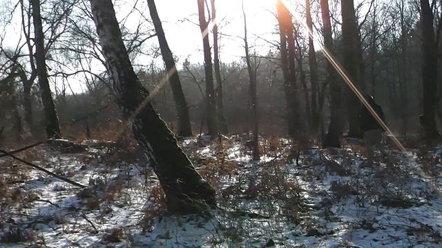 Лес неподалеку от Мамоново смотреть онлайн