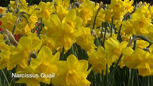 Narcissus Quail - Narcissus Bulbs From Holland
