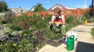 Как разделить садовую ромашку