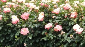 Роза Летиция Каста (Laetitia Casta)