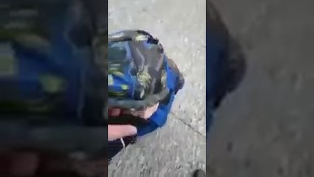 Братан ты палишься) смотреть онлайн