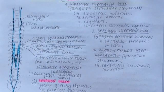 Билет 032. СИМПАТИЧЕСКИЙ ОТДЕЛ ВЕГЕТАТИВНОЙ НЕРВНОЙ СИСТЕМЫ. ЦЕНТРАЛЬНАЯ И ПЕРИФЕРИЧЕСКАЯ ЧАСТИ. смотреть онлайн