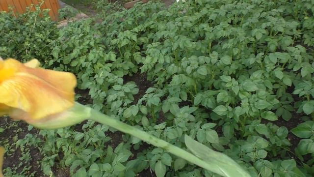 Обзор цветов. Чем я занималась сегодня. смотреть онлайн