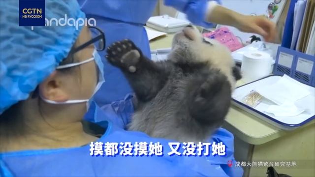 Медвежонок, как ребенок - капризничает и кричит смотреть онлайн