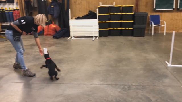 Shocking Beautiful Doberman Puppy "Rubix" 11 Wk Early Training For Sale BAB Candidate смотреть онлайн