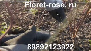Обрезка шиповника на шип!