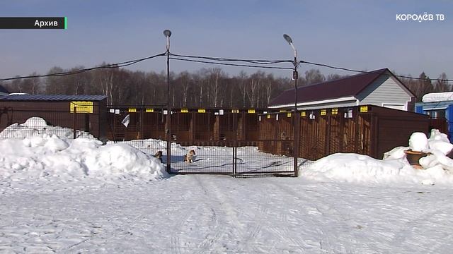Более 700 заявок по вопросам безнадзорных собак получили операторы подмосковных колл-центров смотреть онлайн