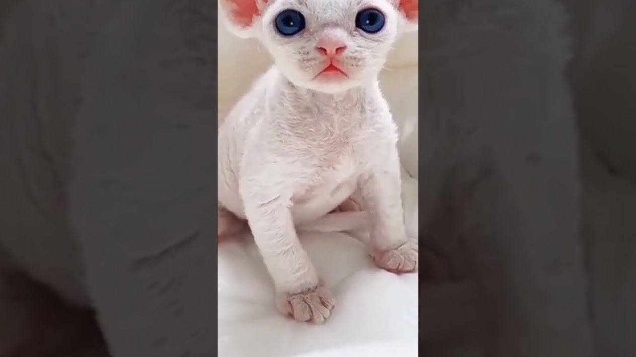 ▷Котенок сфинкс◁ смотреть онлайн