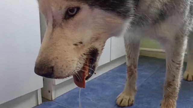 Челюсть Смайлика встретилась с трактором. Трактор оказался крепче и сильнее. смотреть онлайн