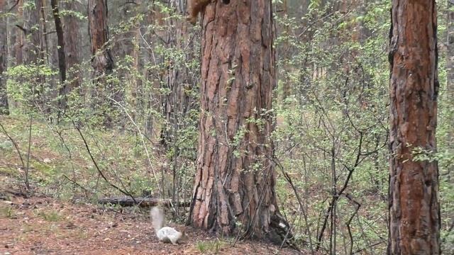 Белка рыжая, белка серая | Squirrel red, squirrel grey смотреть онлайн