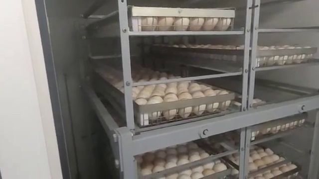 Фермерский инкубаторий ЛешковоАгро закладка яйца КОББ май 2021 смотреть онлайн