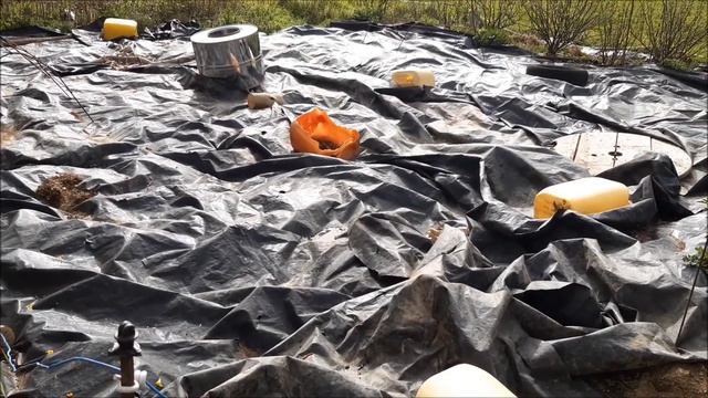 la livèche, ache des montagnes ou céleri perpétuel une aromatique oubliée la plante a MAGGI смотреть онлайн