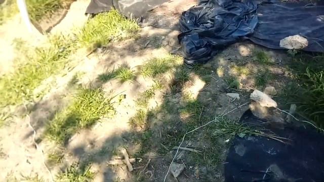 01.07.2020 Обзор голубики,клубники,ежевики новые сорта смотреть онлайн