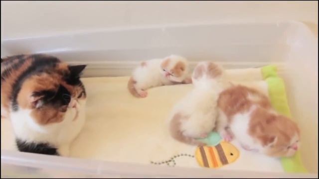 Экзотическая короткошерстная кошка смотреть онлайн