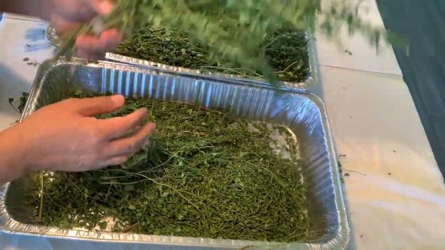 How to make Moringa Powder/ Paano gumawa ng Malunggay Powder смотреть онлайн