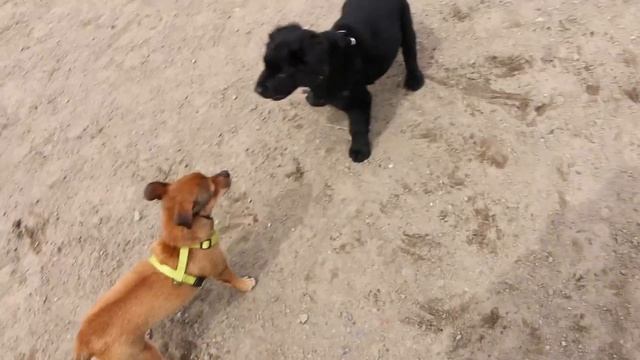 Border Collie Lab Mix - The Adventures of Koda - (See Description) смотреть онлайн