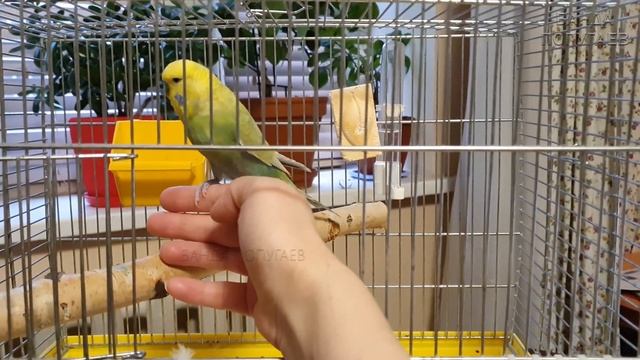 23й день приручения 6 месячного попугая || Подведение итогов первых 3-х недель смотреть онлайн