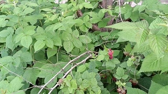 Malina narxlari,malina foydalari,antioksidant,xabarlar,bozor смотреть онлайн