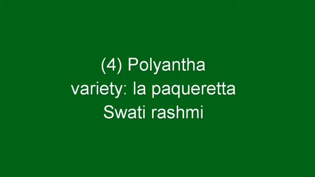 Classification of Rose and it's improtant varieties || Agri Duniya смотреть онлайн