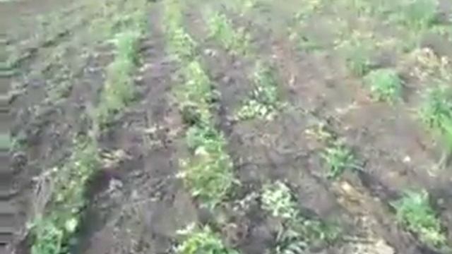 26.05.2017г срезаная яблоня культурные дикие порасли н. участок. смотреть онлайн