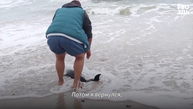 Мужчина Нашел на Берегу Дельфина, но не Знает, как Вернуть Его в Воду смотреть онлайн