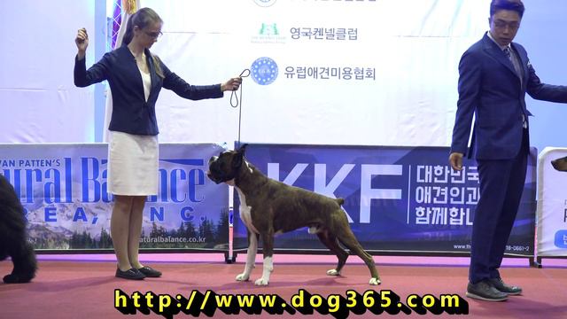 2016.08.14 KKF DOG SHOW-Boxer смотреть онлайн
